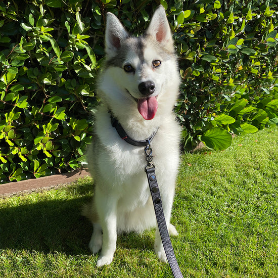 Image of white medium sized dog wearing Cam Med in black and gunmetal sitting on grass.