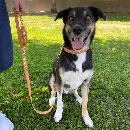 Image of medium size dog with Cam med in biscotti and gunmetal attached to cutchie leash in biscotti and gunmetal.