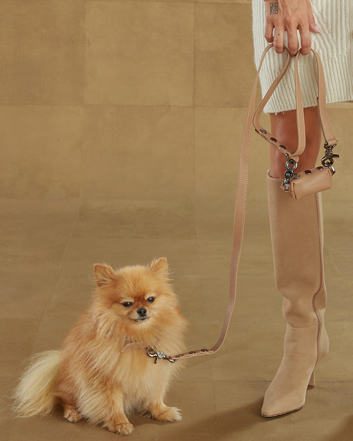 Image of small dog with Butchie dog learh in Biscotti/ Gunmetal and Cam SML dog collar in Biscotti/ gun metal.